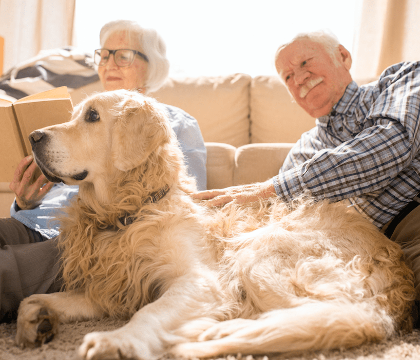 Dog Adoption